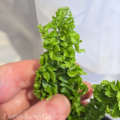 Nephrolepis Exaltata 'Twirly Whirly'