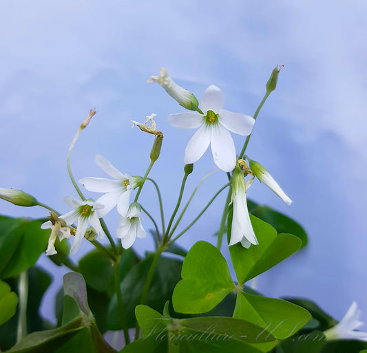 Oxalis Regnellii, Triangularis, Green Shamrock, 4", Flowers - White, Lavender, Live Plant