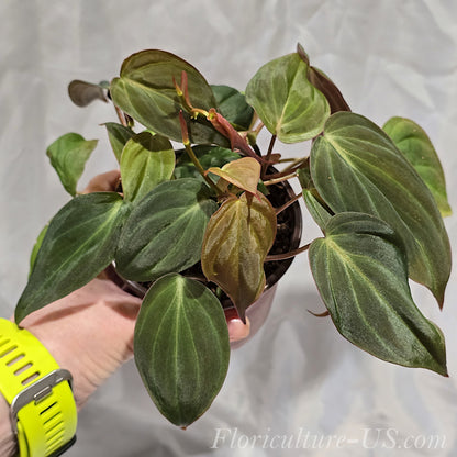 Philodendron Hederaceum 'Micans', Velvet Leaf