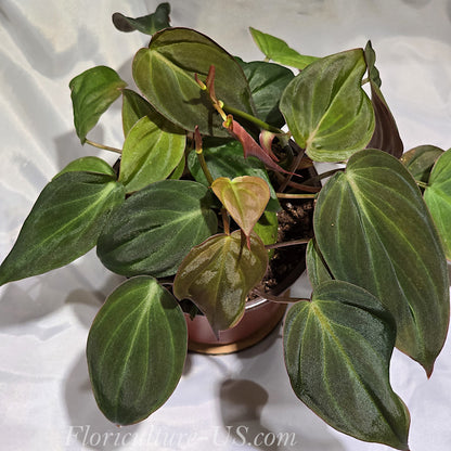 Philodendron Hederaceum 'Micans', Velvet Leaf for sale