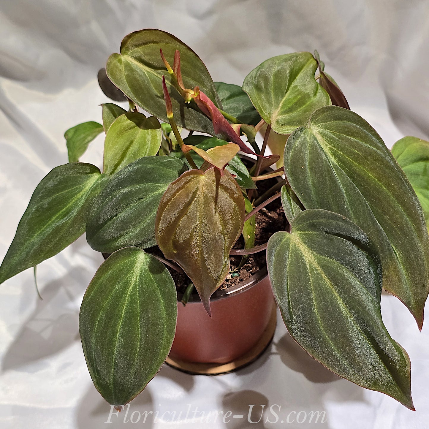 Philodendron Hederaceum 'Micans', Velvet Leaf