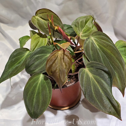 Philodendron Hederaceum 'Micans', Velvet Leaf