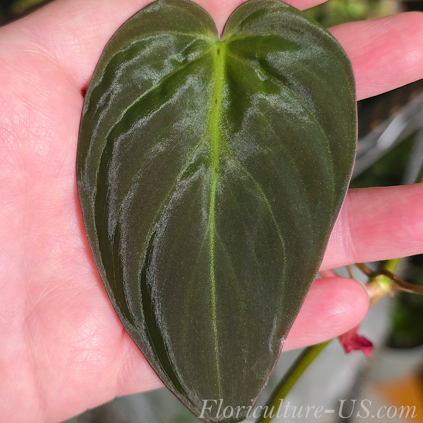 Philodendron Hederaceum 'Micans', Velvet Leaf