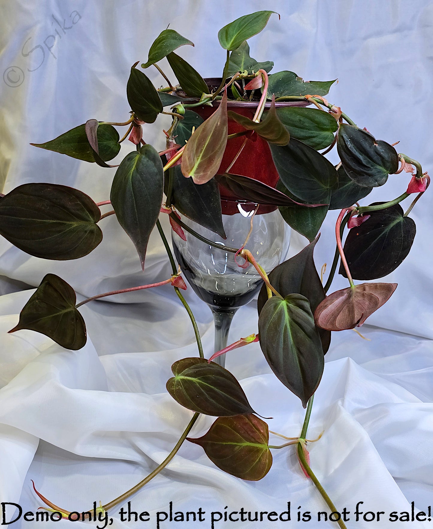 Philodendron Hederaceum 'Micans', Velvet Leaf