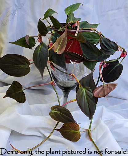 Philodendron Hederaceum 'Micans', Velvet Leaf