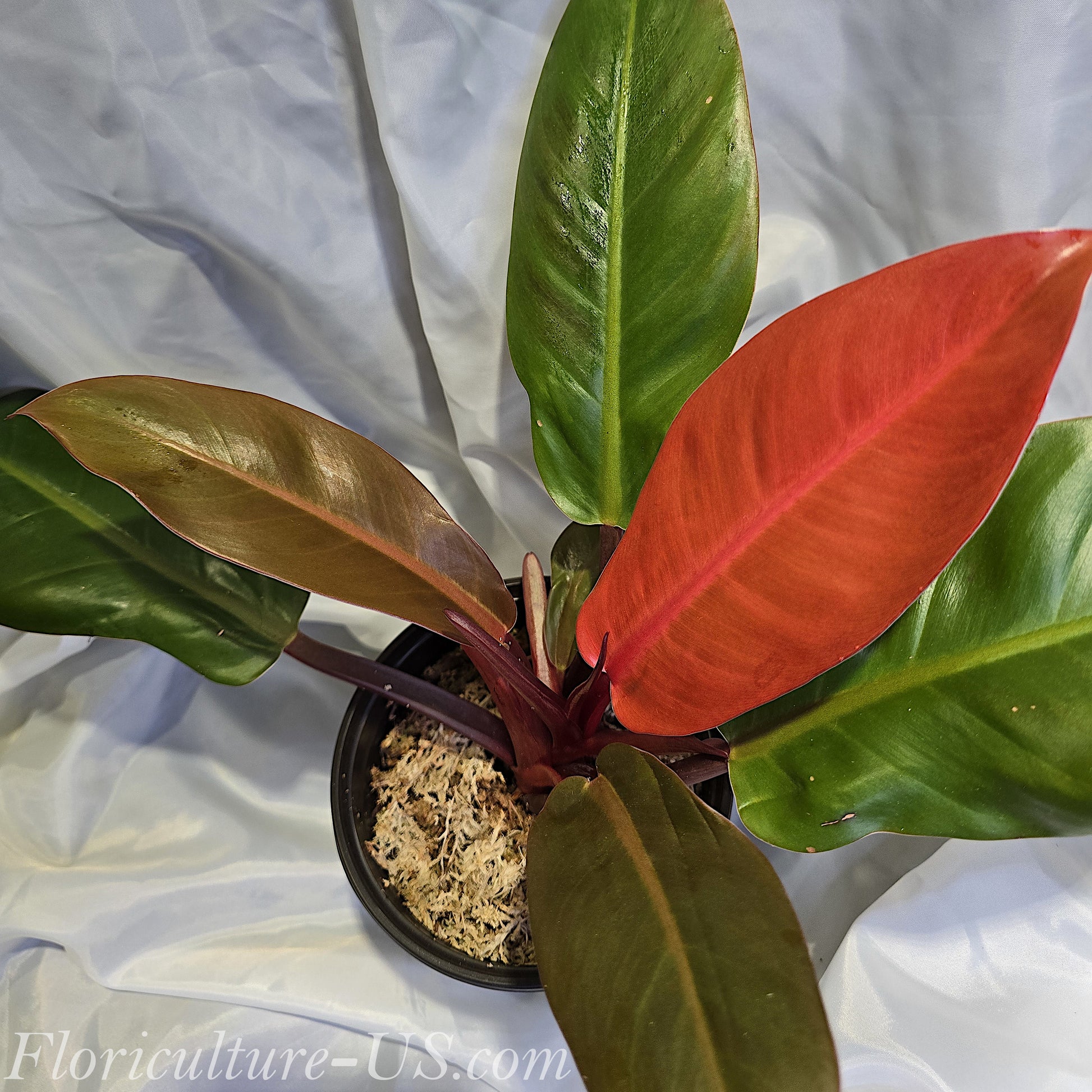 Philodendron Sun Red, a compact indoor plant with vibrant fiery-red and green leaves in a pot.
