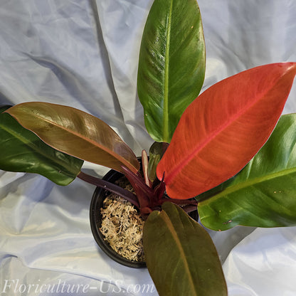 Philodendron Sun Red, a compact indoor plant with vibrant fiery-red and green leaves in a pot.