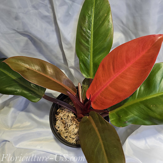 Philodendron Sun Red, a compact indoor plant with vibrant fiery-red and green leaves in a pot.