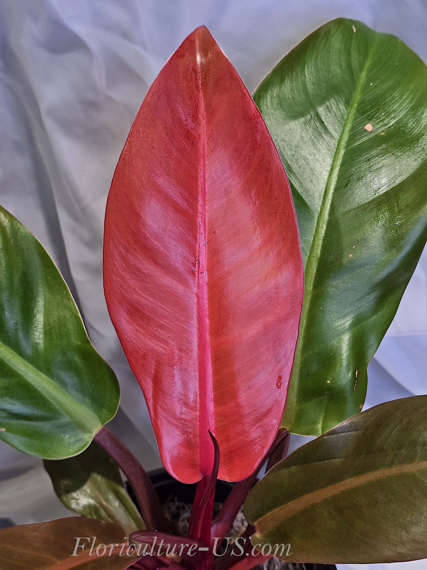 Close-up of a Philodendron Sun Red houseplant featuring a glossy, fiery-red young leaf in the center surrounded by mature green and coppery foliage.