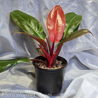 Philodendron Sun Red houseplant in a pot