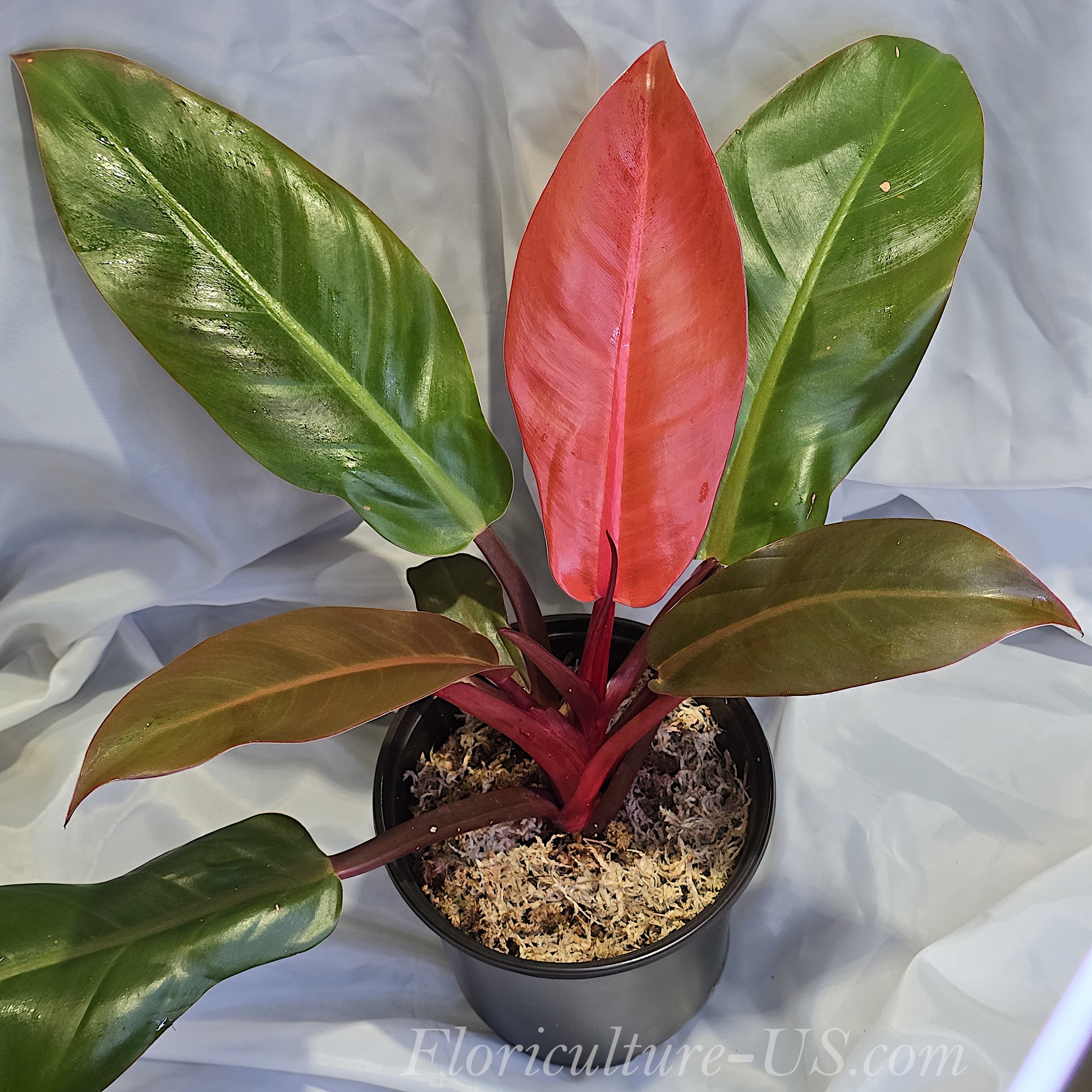 Philodendron Sun Red houseplant in a pot for sale