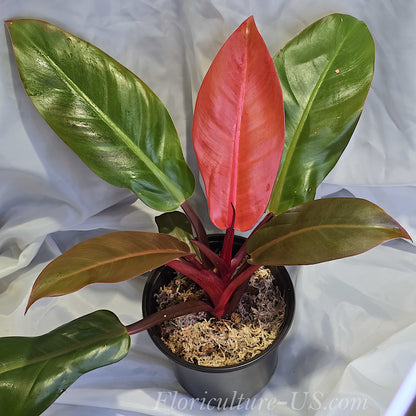 Philodendron Sun Red houseplant in a pot for sale