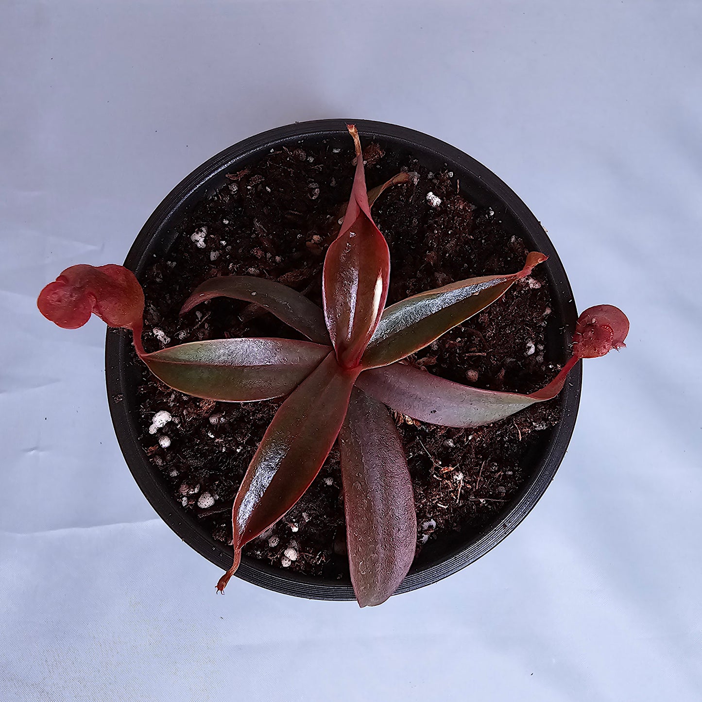 Nepenthes x Rebecca Soper 3.5" pot, Pitcher Plant, Live Plant, Carnivorous Plant