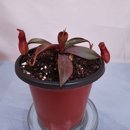 Nepenthes x Rebecca Soper 3.5" pot, Pitcher Plant, Live Plant, Carnivorous Plant