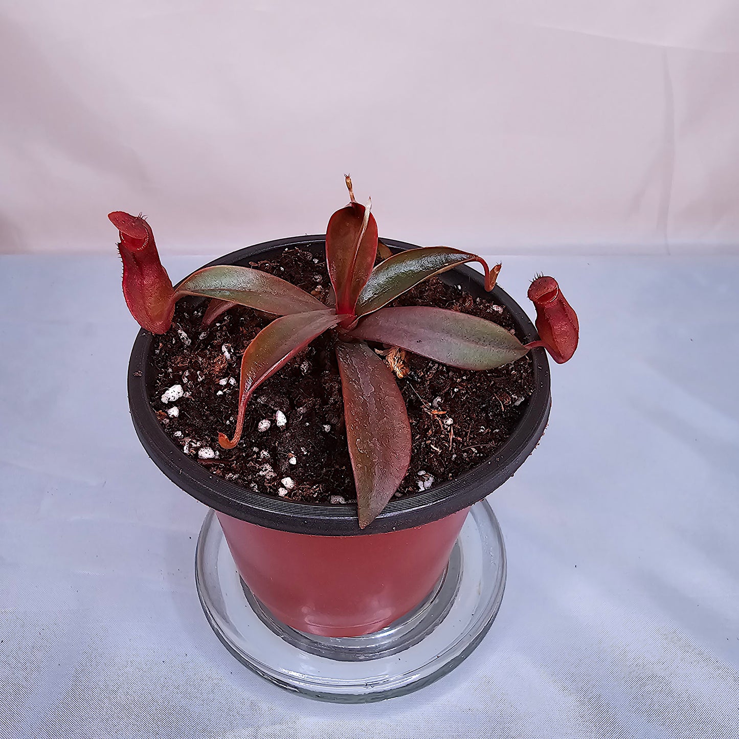 Nepenthes x Rebecca Soper 3.5" pot, Pitcher Plant, Live Plant, Carnivorous Plant