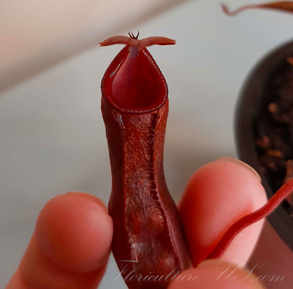 Nepenthes x Rebecca Soper 3.5" pot, Pitcher Plant, Live Plant, Carnivorous Plant