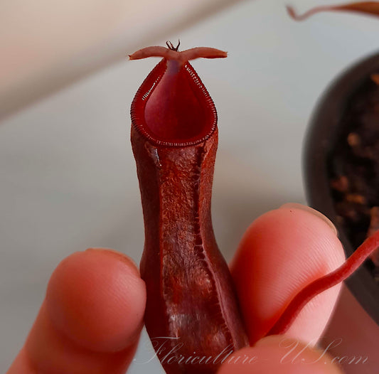 Nepenthes x Rebecca Soper, Pitcher Plant, Live Plant, Carnivorous Plant