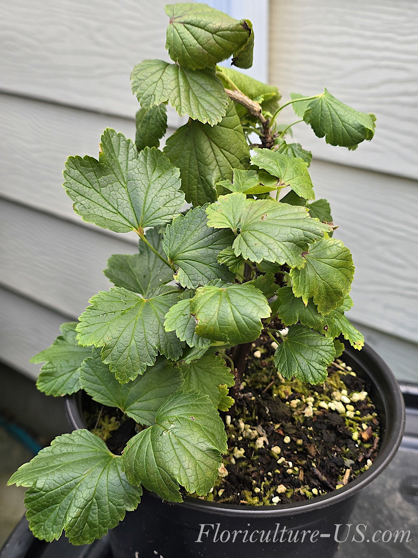 Healthy established live bush of Ribes rubrum Red Currant in a 6 inch pot