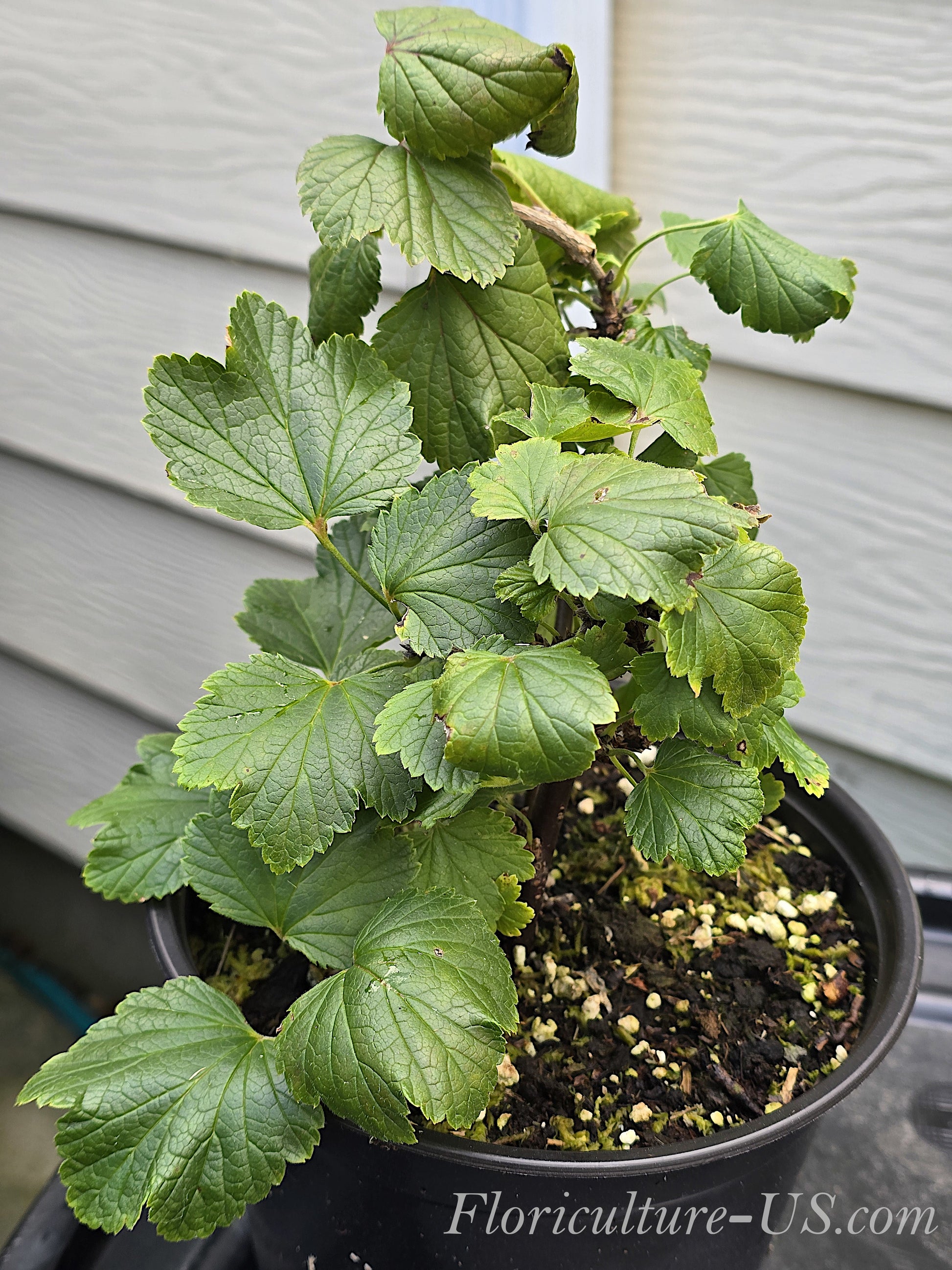Healthy established live bush of Ribes rubrum Red Currant in a 6 inch pot
