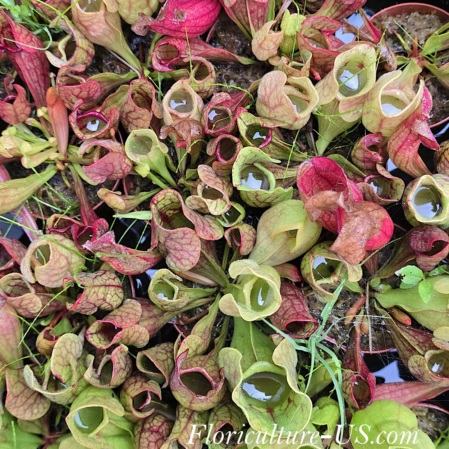 Carnivorous pitcher plants, Carnivorous for sale