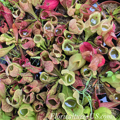 Carnivorous pitcher plants, Carnivorous for sale