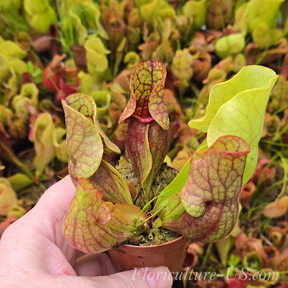 Sarracenia Purpurea Venosa Live Plant for sale