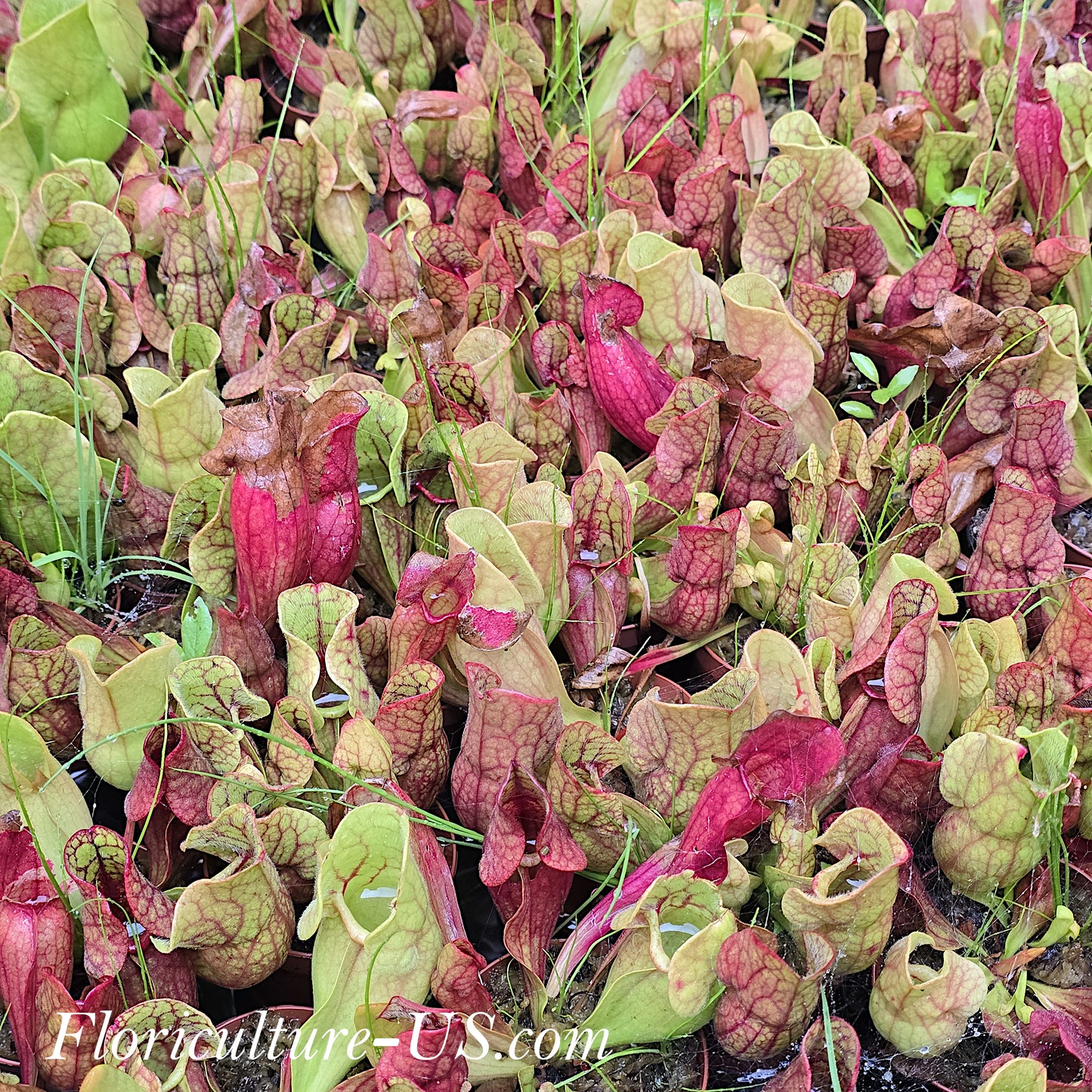 Sarracenia Purpurea ssp. Venosa, Pitcher Plant