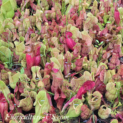 Sarracenia Purpurea ssp. Venosa, Pitcher Plant