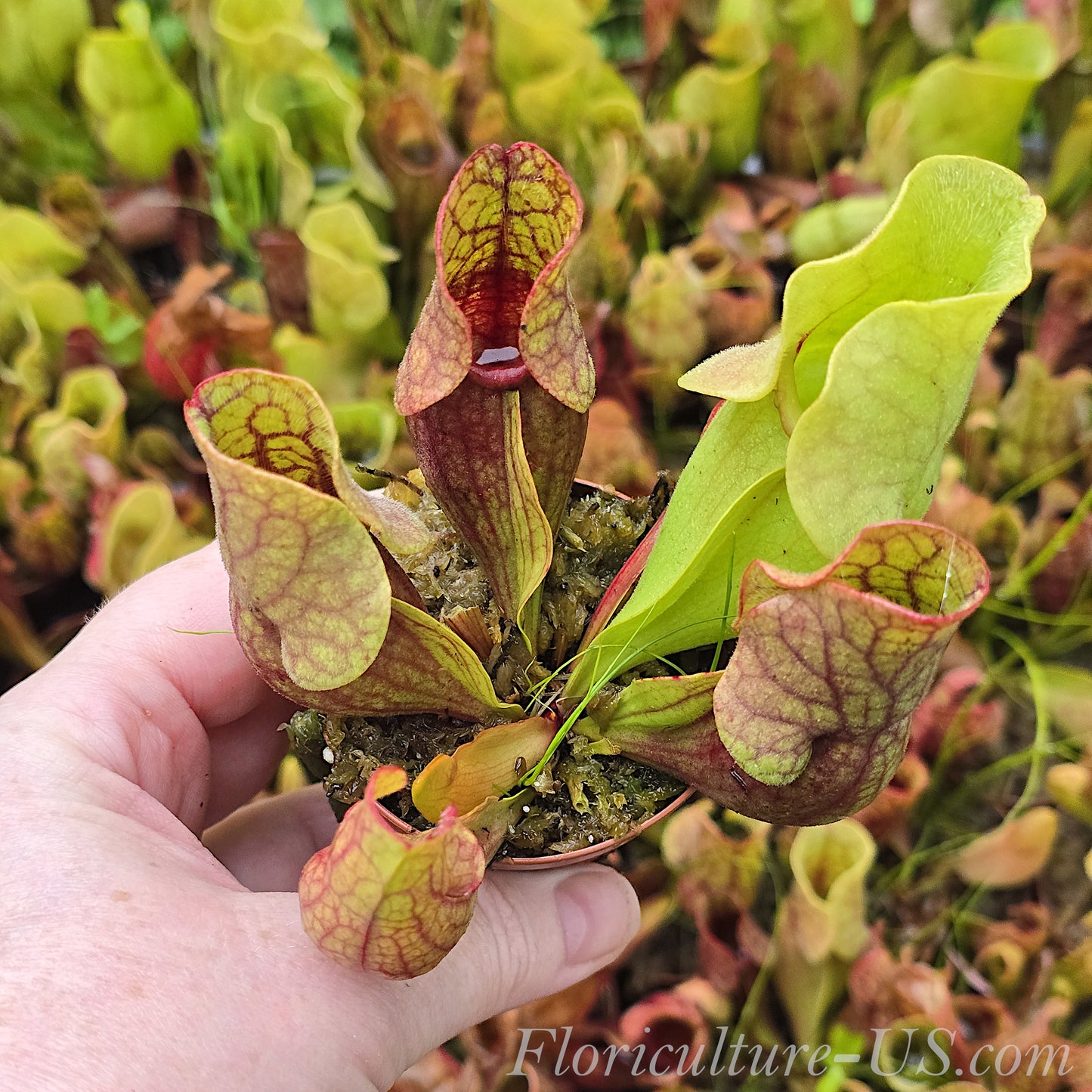 Sarracenia Purpurea ssp. Venosa, Pitcher Plant for sale