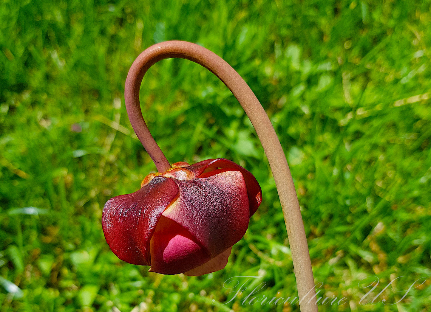 Pitcher plant. Flower
