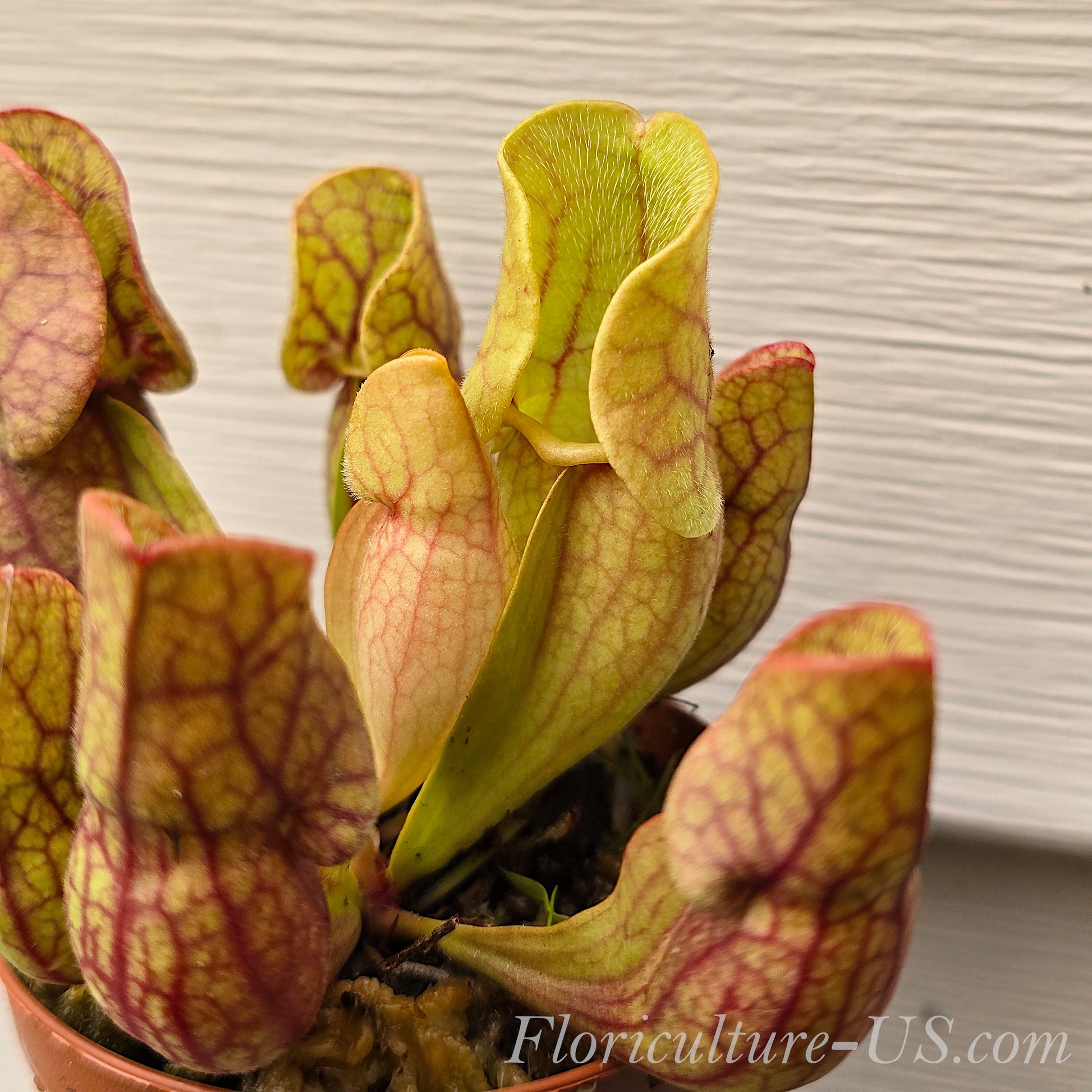 Sarracenia Purpurea ssp. Venosa, Pitcher Plant