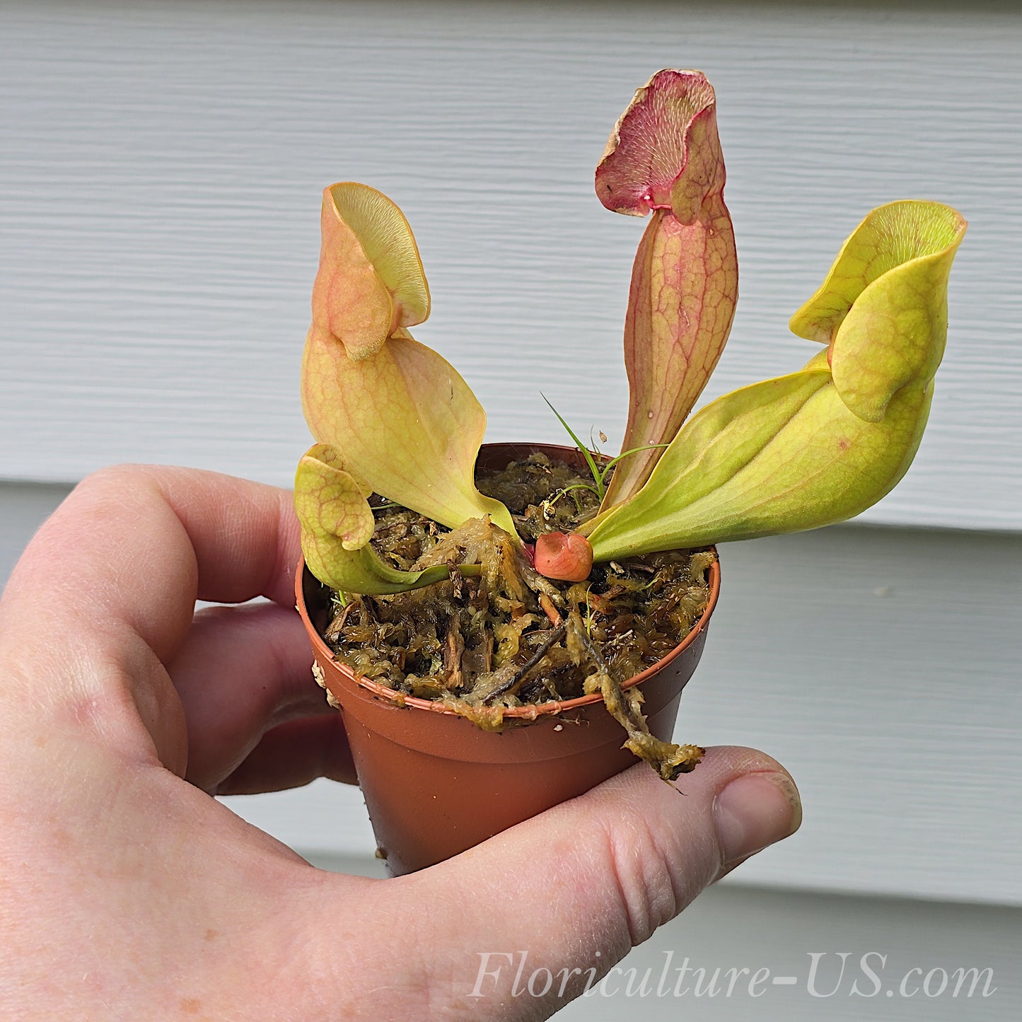 Sarracenia Purpurea Venosa