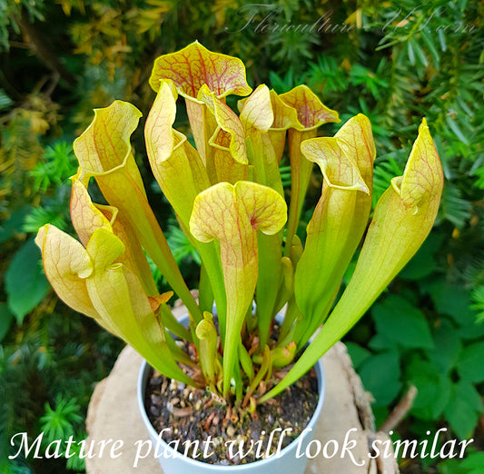 Sarracenia 'Barba Green', 2", Live Plant, Pitcher plant