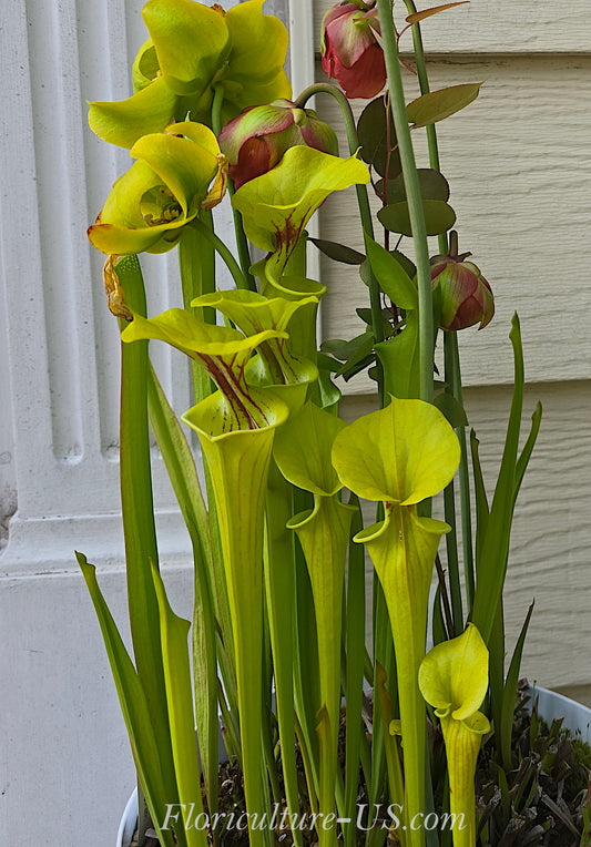 Sarracenia Leucophylla, Purple Pitcher Plant, Live Plant