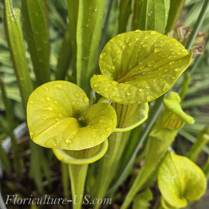 Sarracenia Flava - 15 Seeds