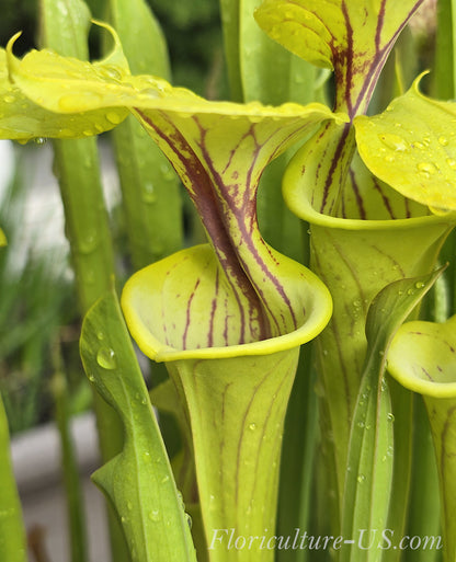 Sarracenia Flava - 15 Seeds