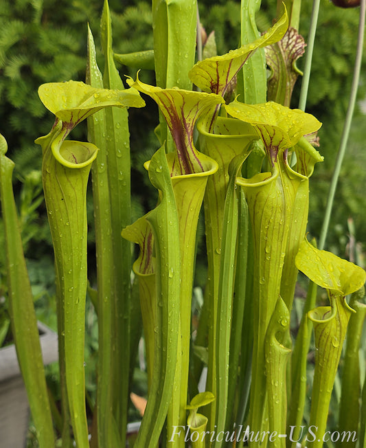 Sarracenia Flava - 15 Seeds