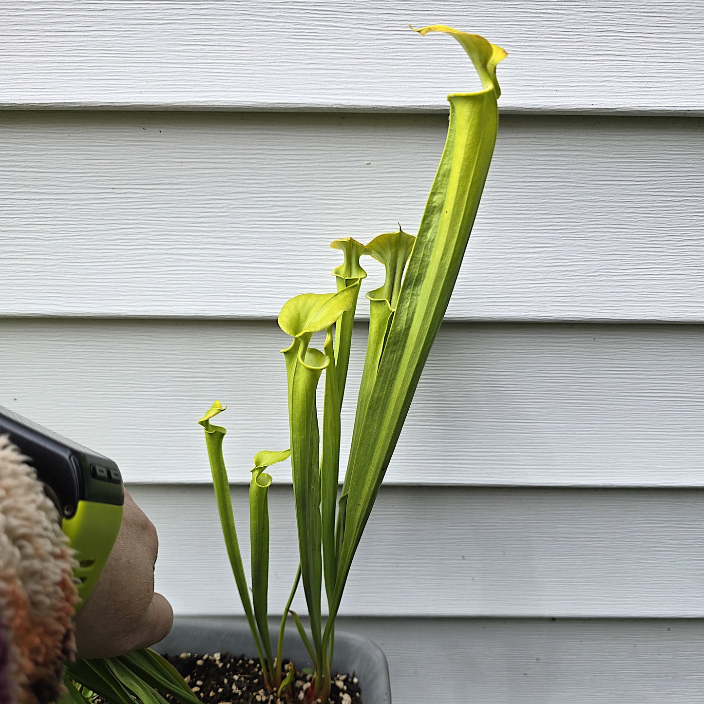 Sarracenia Flava, Bareroot