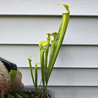 Sarracenia Flava, Bareroot