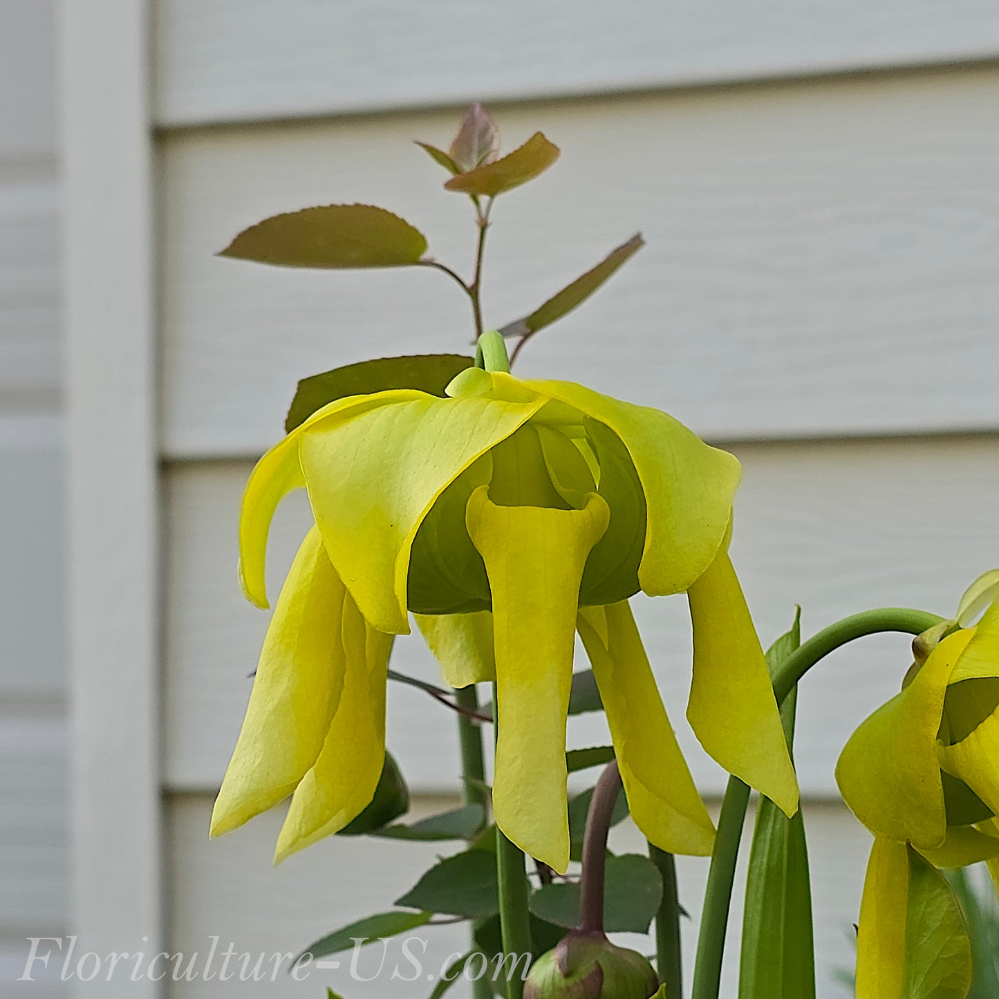 Sarracenia Flava, Live plant, Pitcher plant