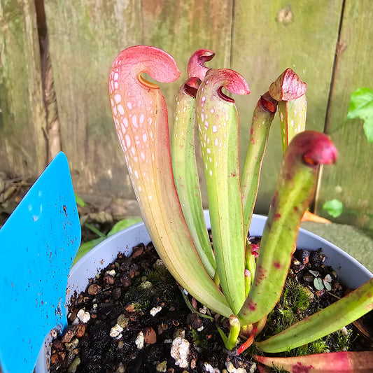 Sarracenia Minor, 2", Purple Pitcher Plant, Live Plant