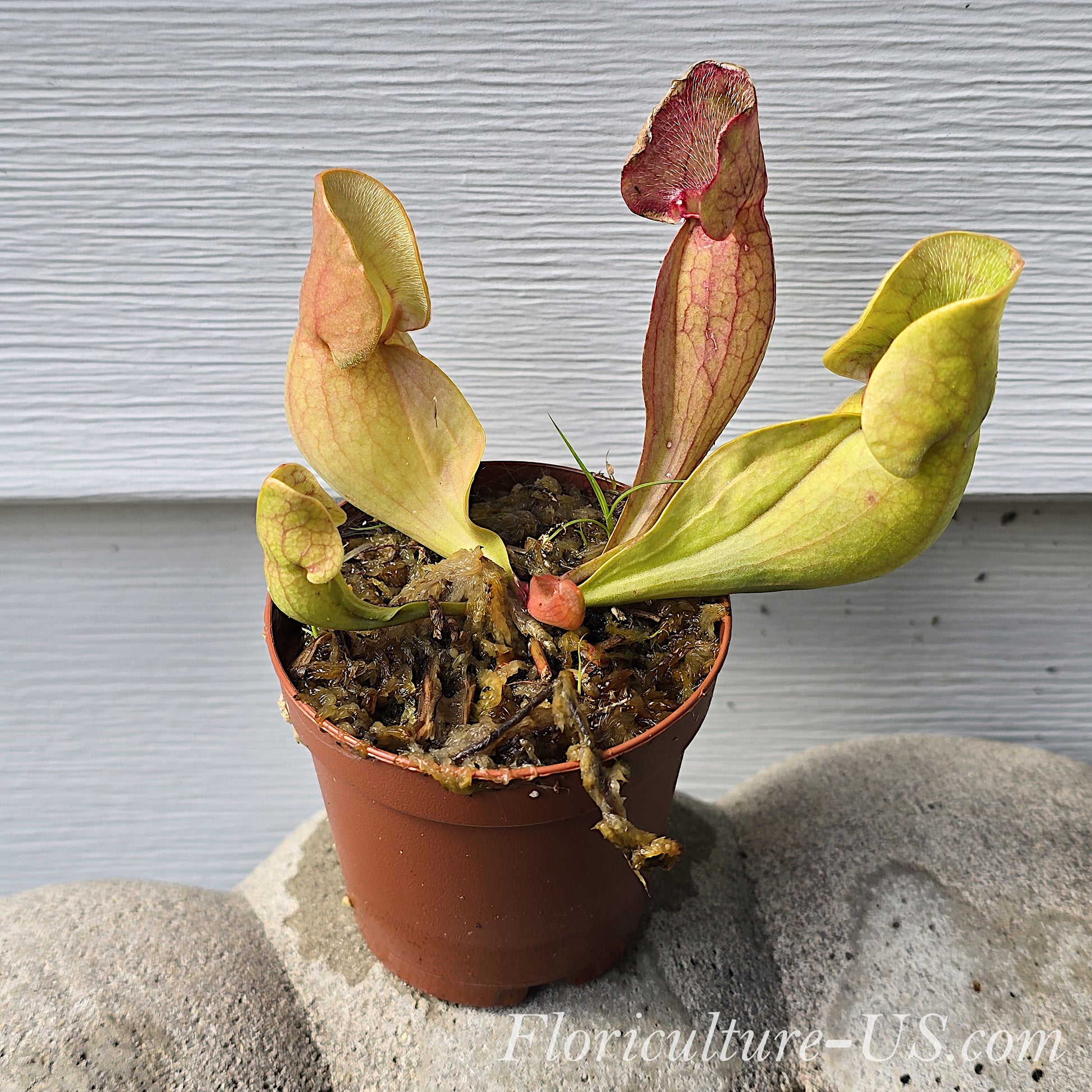 Sarracenia Purpurea Venosa