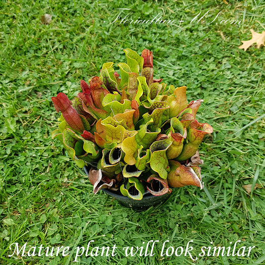 Sarracenia Purpurea, Live plant, Pitcher plant