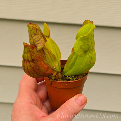 Sarracenia Purpurea Venosa