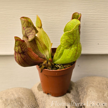 Sarracenia Purpurea Venosa