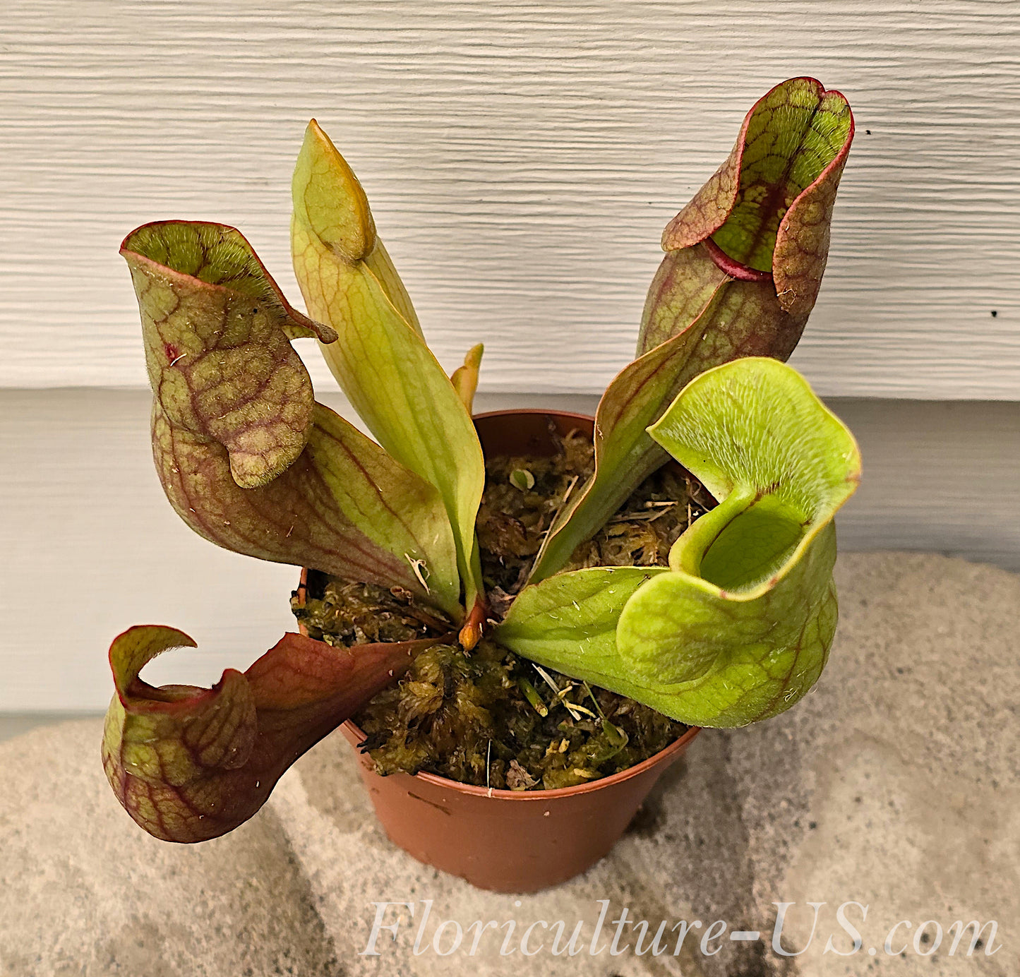 Sarracenia Purpurea Venosa