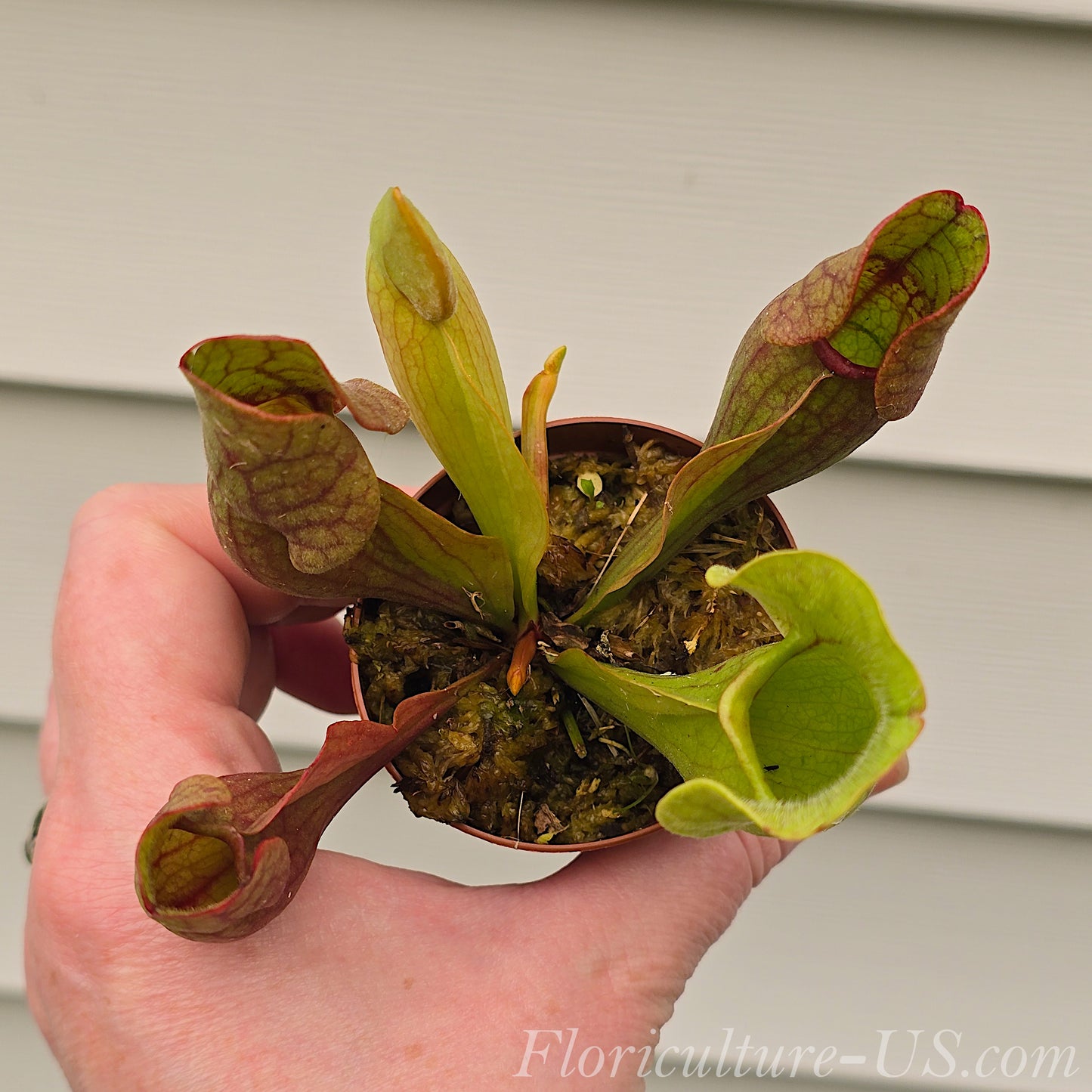 Sarracenia Purpurea Venosa