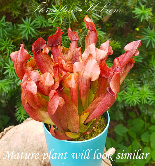 Sarracenia x Chelsonii, 2", Live Plant, Pitcher plant