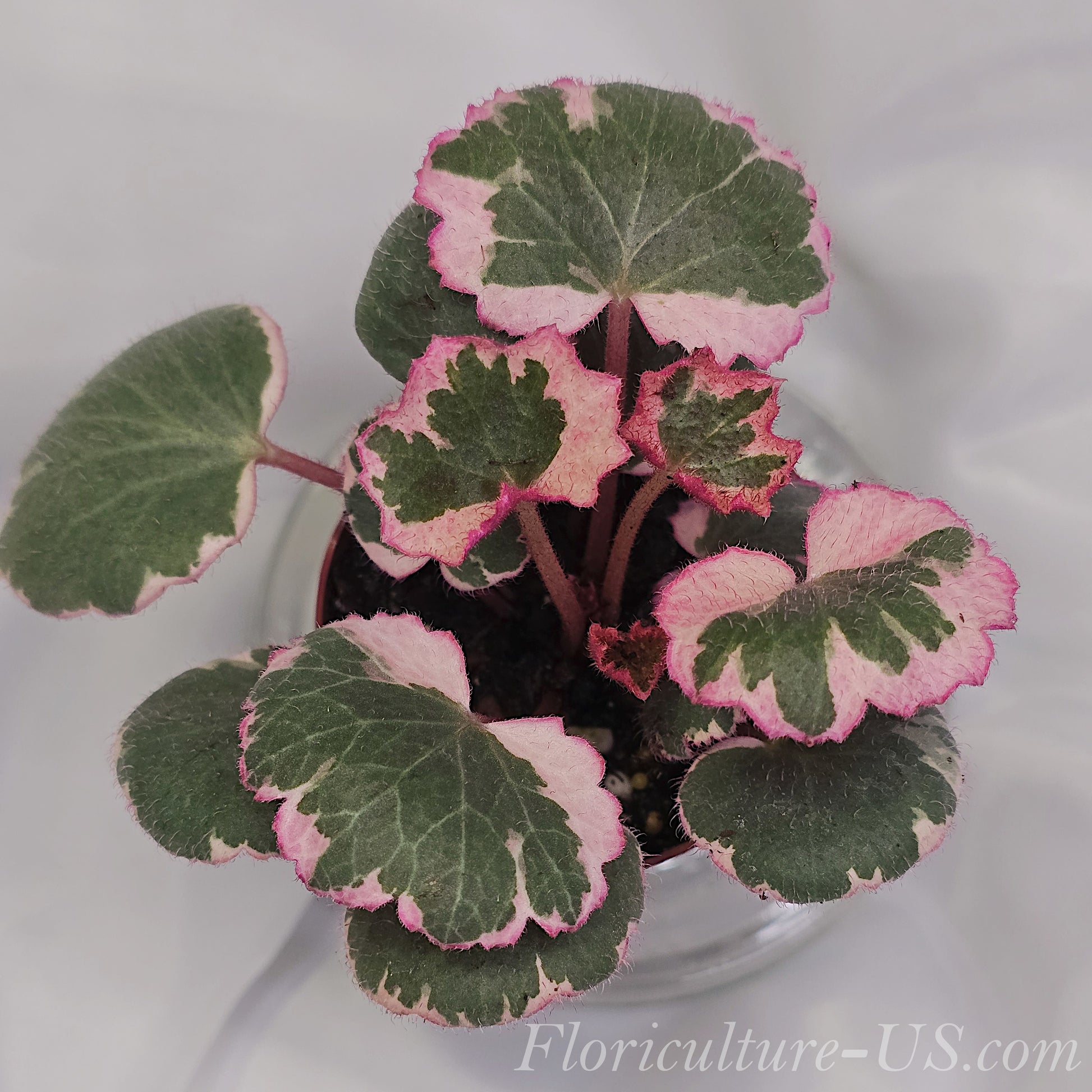 Variegated Strawberry Begonia, Saxifraga Stolonifera 'Tricolor' for sale