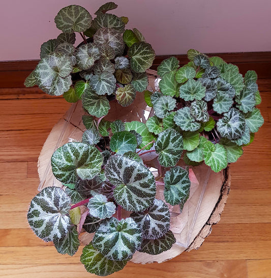 Saxifraga Stolonifera, Strawberry Begonia